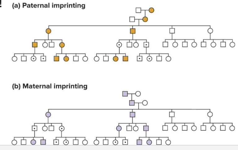 <ul><li><p>Alleles from the non-imprinting parent are dominant in offspring</p></li></ul><p></p>
