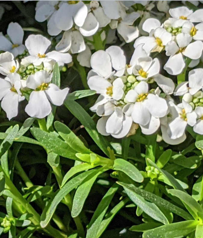 <p>Full sun</p><p>Groundcover</p>