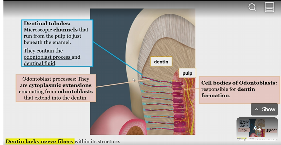 <p>cell bodies responsible for dentin formation </p><p></p><p>in pulp, odontoblast process into the dentin </p>