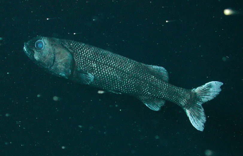 <p>Order Alepocephaliformes</p>