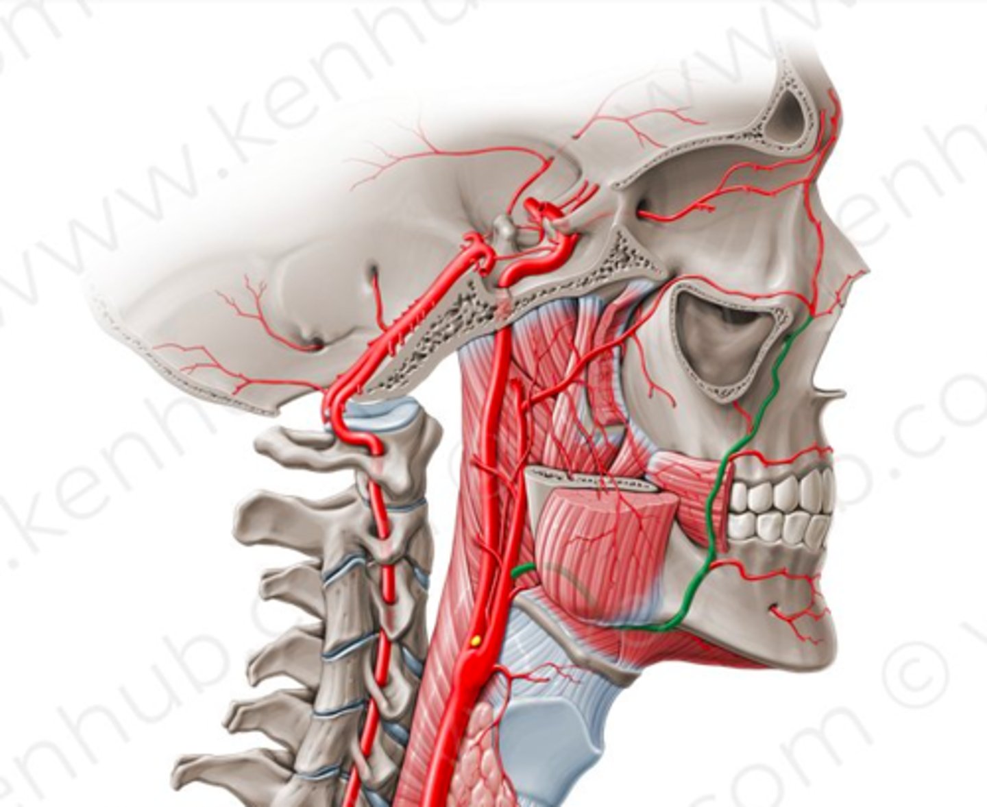 <p>3. Arteria facialis</p><p>- Tredje anteriora förgreningen.</p><p>- Förgrenas i ansiktet och försörjer det.</p>