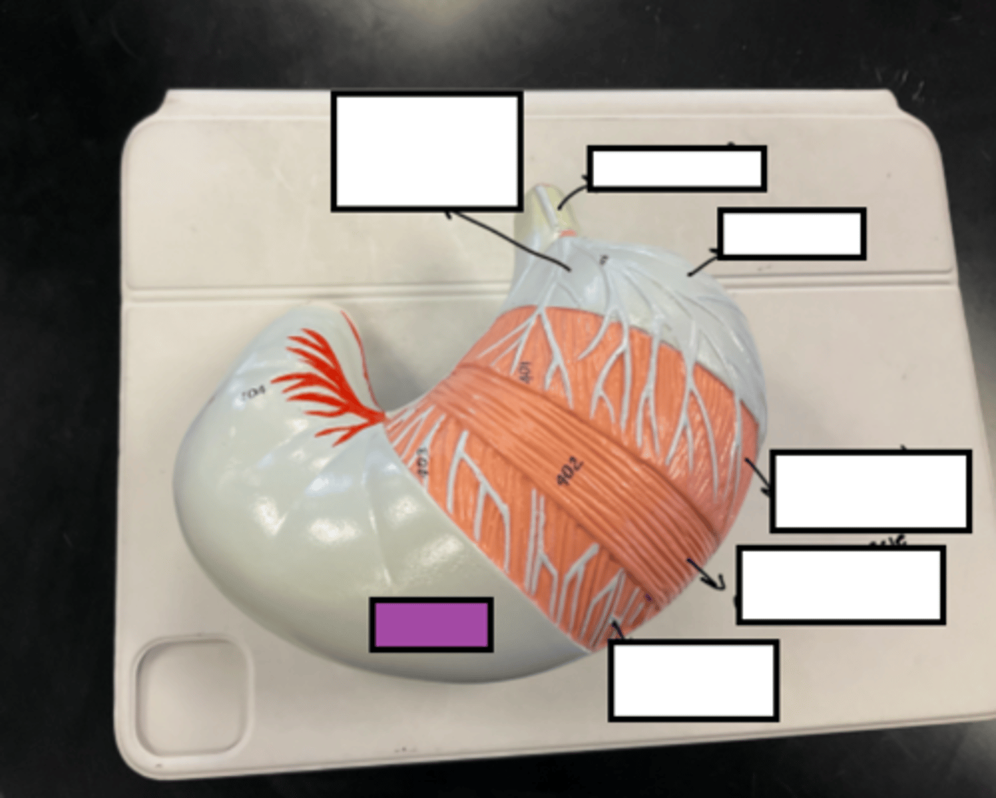 knowt flashcard image