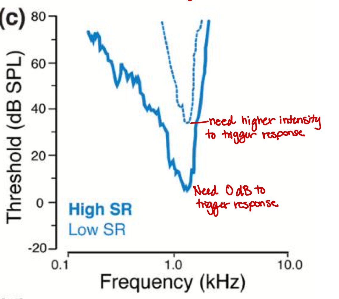 <ul><li><p>Fibers working together to encode a wide intensity range but for the same center frequency!</p></li></ul><p></p>
