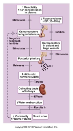 <ul><li><p>Hypothalamic neurons called osmoreceptors monitor solute concentrations in the blood</p></li><li><p>If blood becomes too concentrated OR if <strong>BP is low</strong>:</p><ul><li><p>ADH released by posterior pituitary</p></li><li><p>Targets <strong>collecting ducts</strong> (via cAMP system)</p></li><li><p>Water reabsorbed from filtrate</p></li></ul></li></ul><p></p>