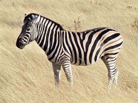 <p>ZEBRA</p>