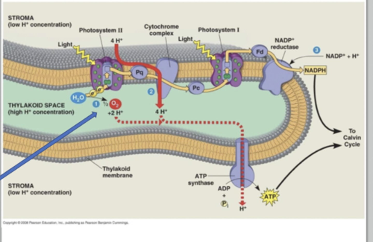 <p>used to pump protons from stroma into thylakoid space (lumen), forming a proton gradient across thylakoid membrane</p>