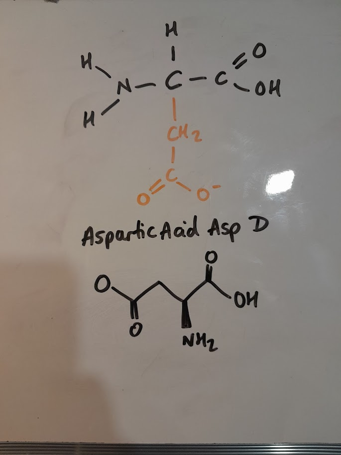 <ul><li><p>Asp</p></li><li><p>D</p></li><li><p>negative charge</p></li><li><p>acidic</p></li></ul><p></p>