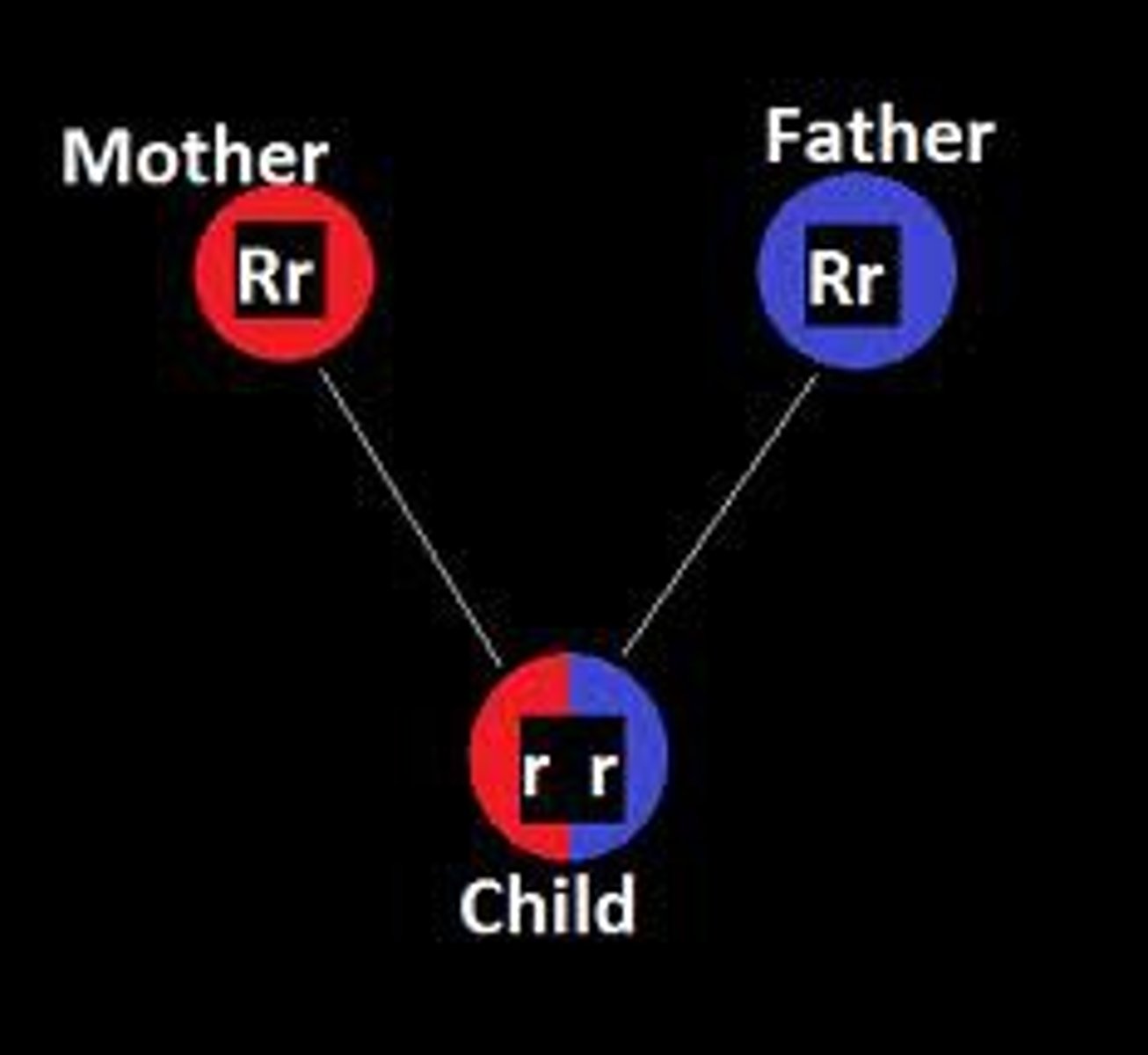<p>An allele that will be observed only if both gene copies are this form</p>