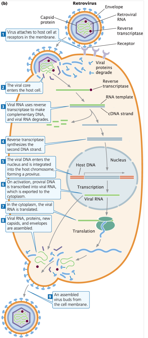 <ol><li><p>Retrovirus attaches to host cell at receptors on the host cell membrane</p></li><li><p>Retrovirus core containing the viral RNA enters the host cell, while viral proteins degrade</p></li><li><p>Viral RNA uses reverse transcriptase to make cDNA (complementary DNA) → viral RNA degrades after fulfilling its function</p></li><li><p>Reverse transcriptase synthesizes the second cDNA strand</p></li><li><p>Viral DNA enters the nucleus and is integrated into the host genome with the help of <strong>integrase</strong>, forming a<strong> provirus</strong></p></li><li><p>Upon activation, proviral DNA is transcribed into viral RNA → viral RNA is exported to the cytoplasm and translated</p></li><li><p>Viral RNA, viral proteins, capsid coats, and viral envelopes are assembled in the cytoplasm before exiting the host cell</p></li></ol><p></p>