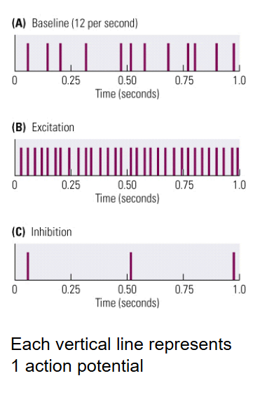 <ul><li><p>No reaction at all (baseline activity)</p></li><li><p>Excitation</p></li><li><p>Inhibition</p></li></ul><p></p>