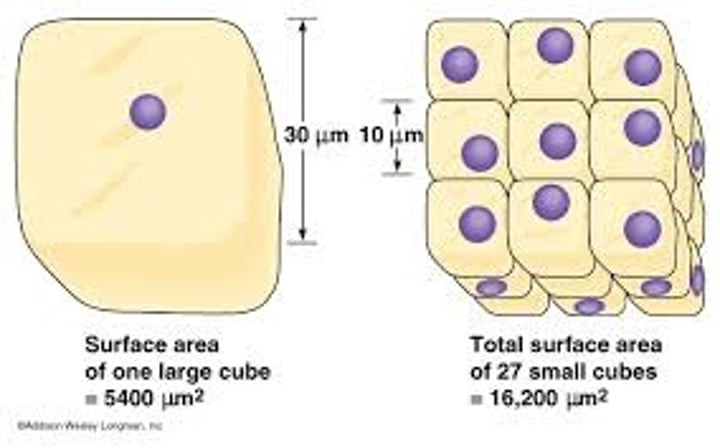 <p>As a cell's size increases, its volume increases much more rapidly than its surface area.</p><p>This means that the ratio of surface area:volume decreases as the cell size increases.</p><p>This is why larger cells are less efficient at exchanging materials with the environment than smaller cells.</p>