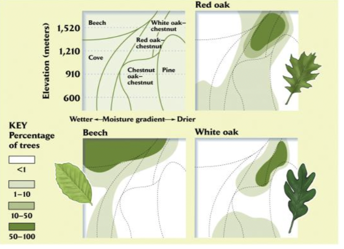 <p>PUTS CLEMENTS VIEWS to REST</p><ul><li><p>species are independently distributed, not in groups as predicted by Clements </p></li><li><p> Ecotones </p></li><li><p> We still name communities by their dominant vegetation, but recognize that plants and animals are widely, independently distributed </p></li></ul>