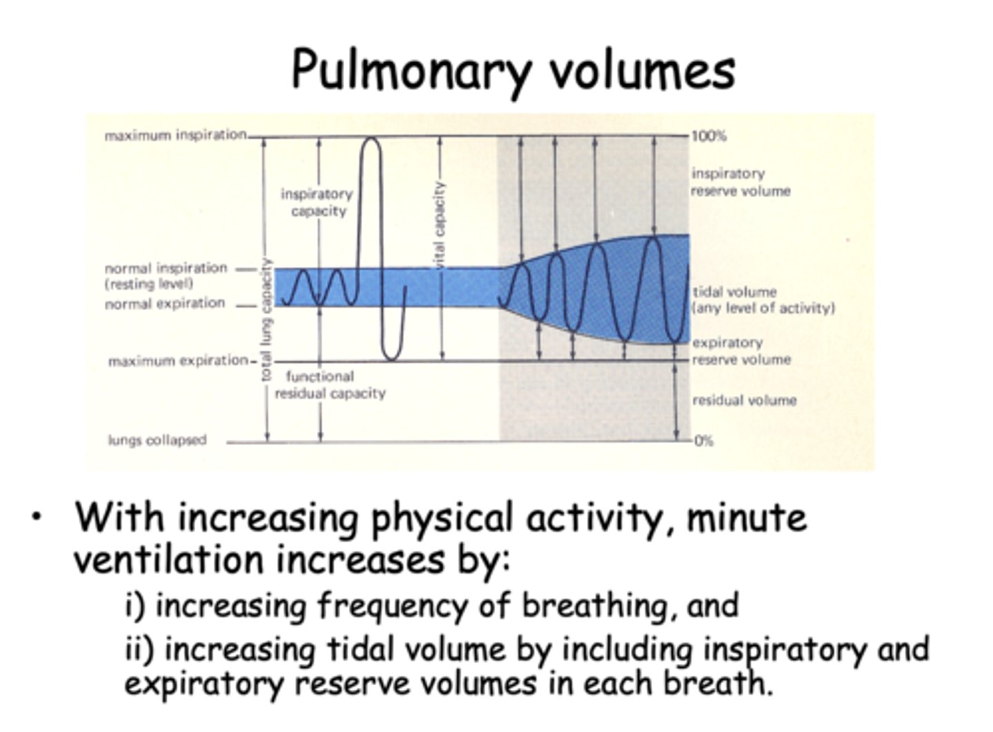 <p>- Frequency of breathing</p><p>- Tidal volume</p>