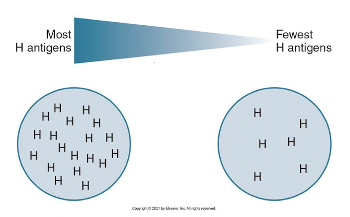<p> Certain blood types possess more H antigen than others</p><ul><li><p>Group O individuals have many H antigen sites because they have no A or B antigens</p><ul><li><p>O &gt; A2 &gt; B &gt; A2B &gt; A2 &gt; A1B</p></li></ul></li></ul><p></p>