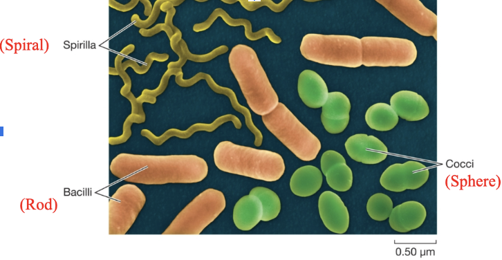 <p>Spiral, rod, sphere</p>