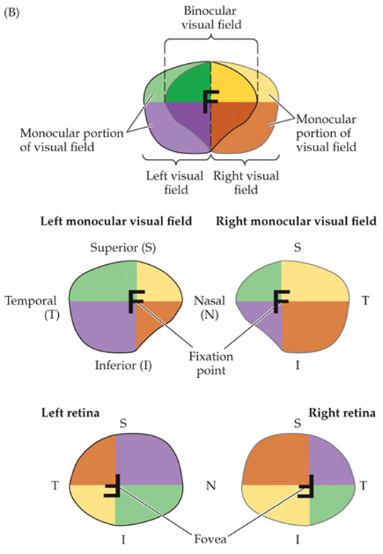 <ul><li><p>two symmetrical hemifields</p></li></ul><p></p>