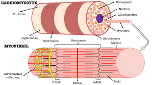 Muscle cell unusual feature