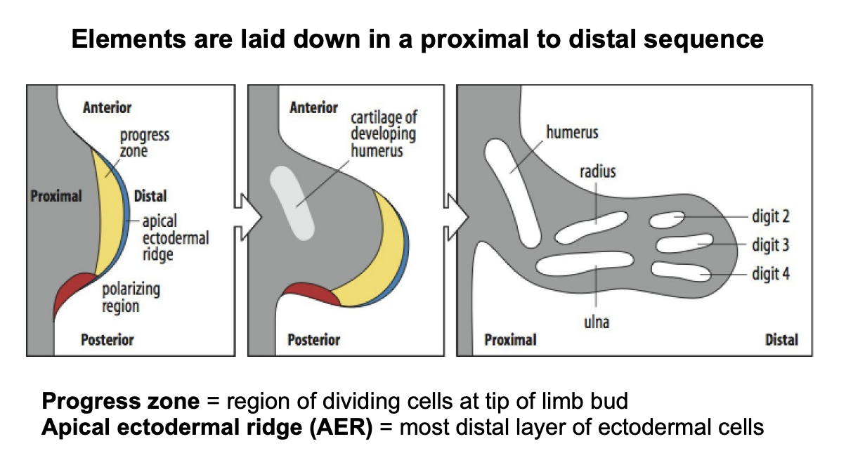 <ul><li><p><strong>Progress Zone</strong>→ region of dividing cells at tip of limb bud</p></li><li><p><strong>Apical ectodermal ridge (AER)</strong>→ most distal layer of ectodermal cells </p><ul><li><p>The most distal region!</p></li></ul></li></ul><p></p>