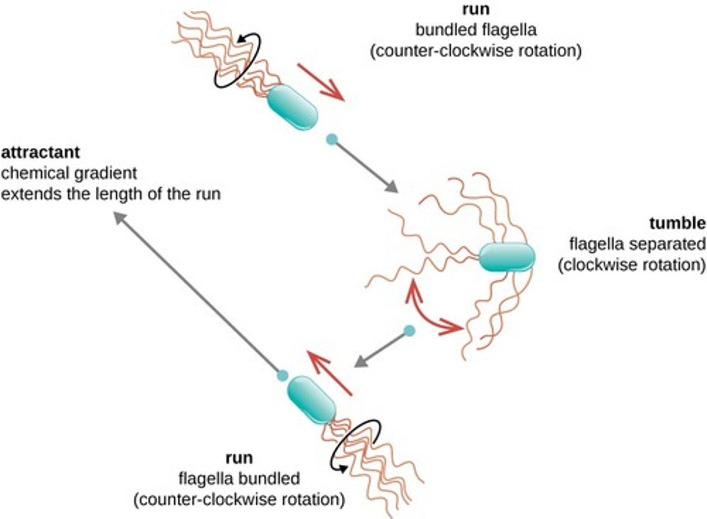 <p>Chemotaxis is the ability of a bacteria to move in the direction of a certain chemical.</p>