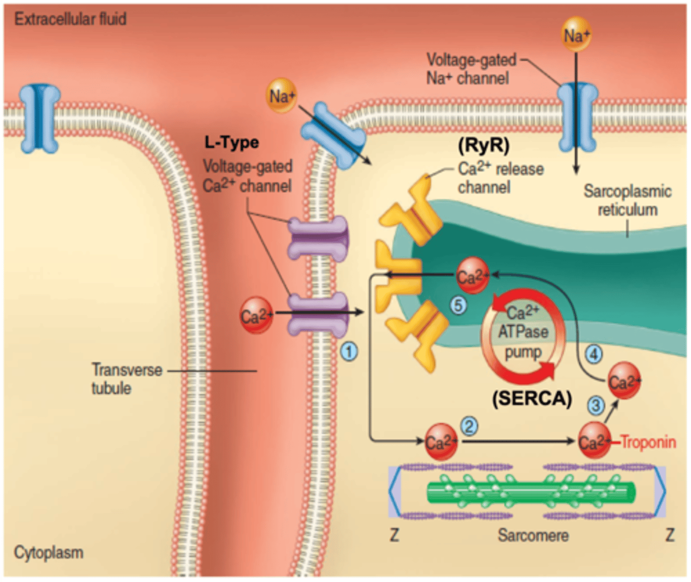 <p>t-tubule</p>