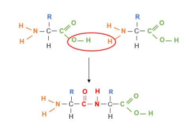 <p>A dipeptide joined by a peptide bond (CNOH)</p><p>more than two is a polypeptide</p>