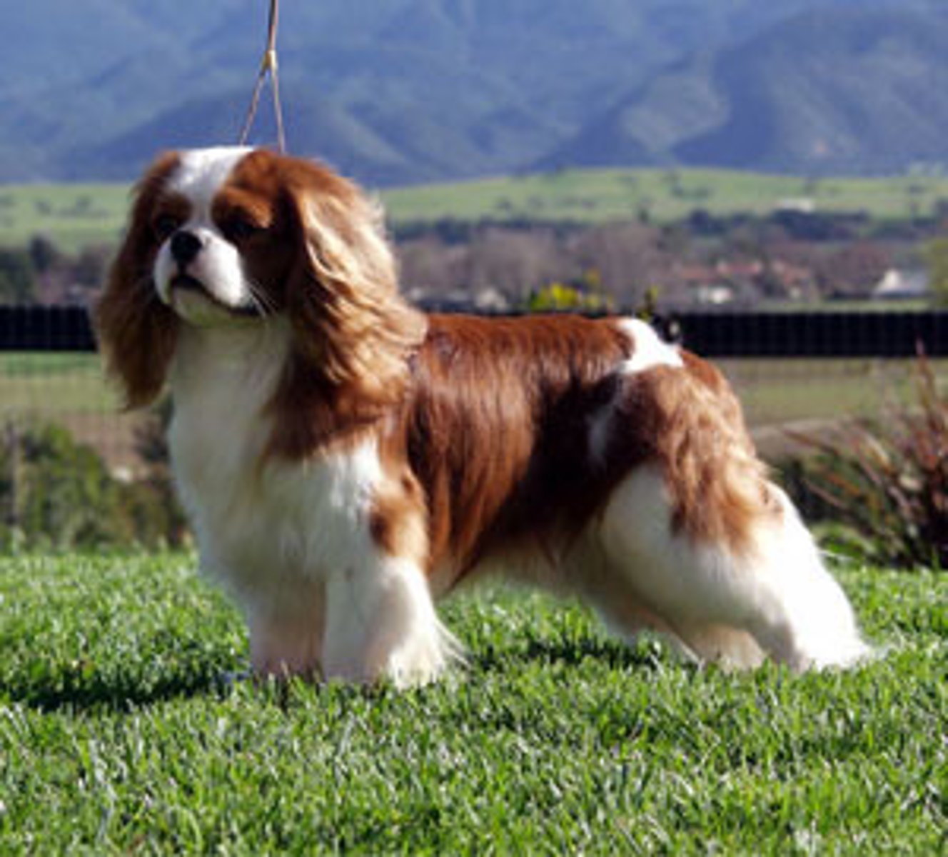 <p>Toy</p>