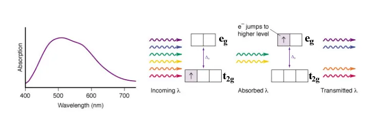 <ul><li><p>complexes can undergo electronic transitions (d electron excited to anothe d orbital) by absorbing light - whose wavelength / energy of the photon matches deltaO, allowing this photon to be absorbed to provide the energy to promote the electron to another d orbital</p></li><li><p>the wavelength of this photon absorbed, corresponds to which colour light is absorbed (if in the visible range) - so therefore which colour solution is produced (the complementary - nonabsorbed)</p></li></ul><p></p>
