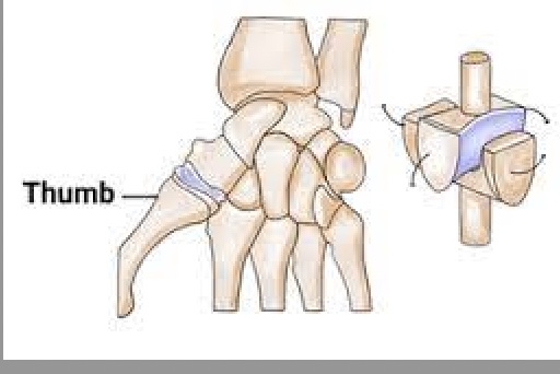 <p>joint that allows for movement in two direction: abduction or adduction and flexion or extension</p>