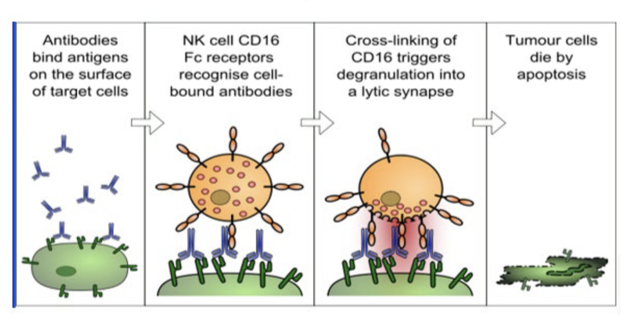 <p>Fc region allows for the antibody to bind to CD16 receptor of NK</p><p>binding is critical in ADCC function</p><p>crosslinking allows NK to degranulate</p>
