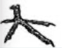 <p>Anatomy of foot dependent on lifestyle. What type of bird’s foot is shown in the picture below?  In which types of birds is it typically seen? What are the special features in this type of foot?&nbsp;</p>