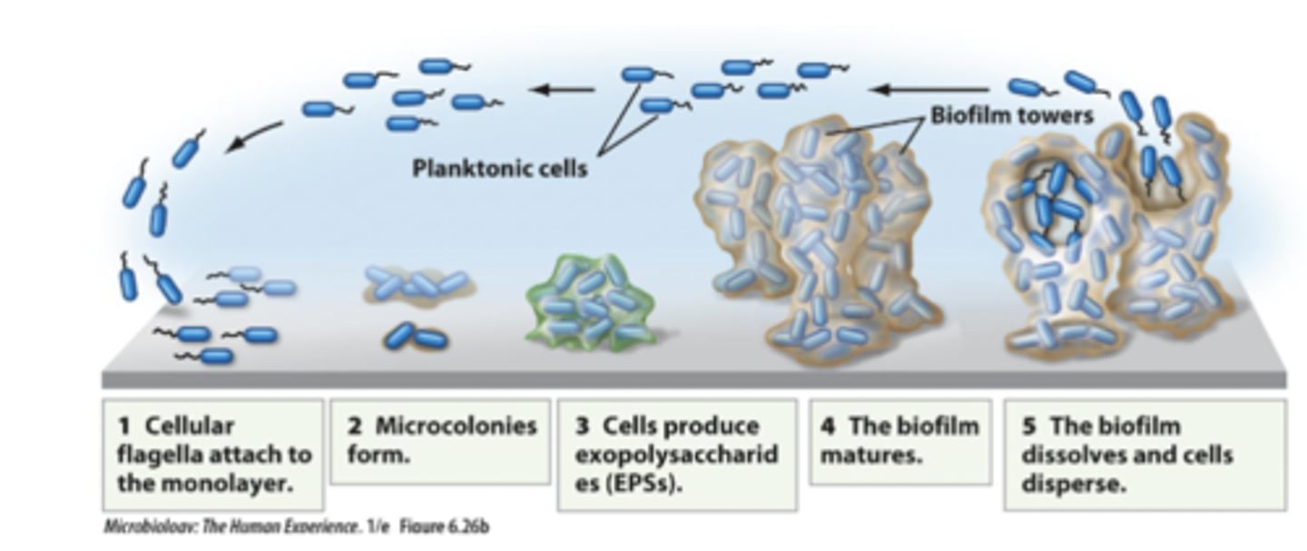 <p>1. Cellular flagella attach to the monolayer</p><p>2. Microcolonies form</p><p>3. Cells produce exopolysaccharides (EPSs)</p><p>4. The biofilm matures</p><p>5. The biofilm dissolves and cells disperse</p>