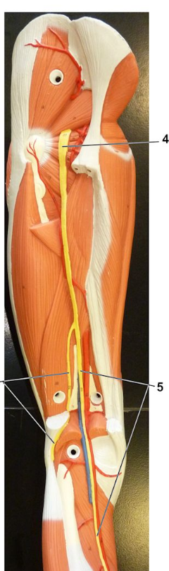 <p>What nerve is labeled by #4?</p>
