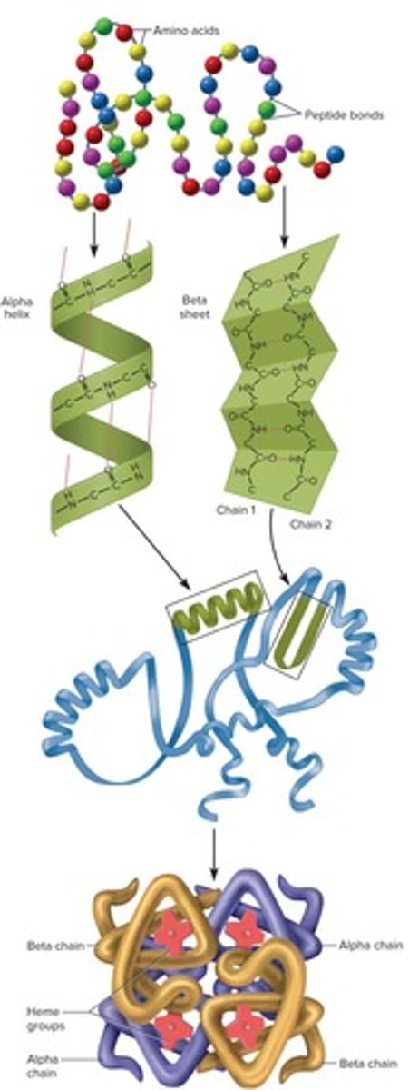 <p>The 3D shape of proteins that varies with function and can denature when exposed to extreme pH or heat.</p>