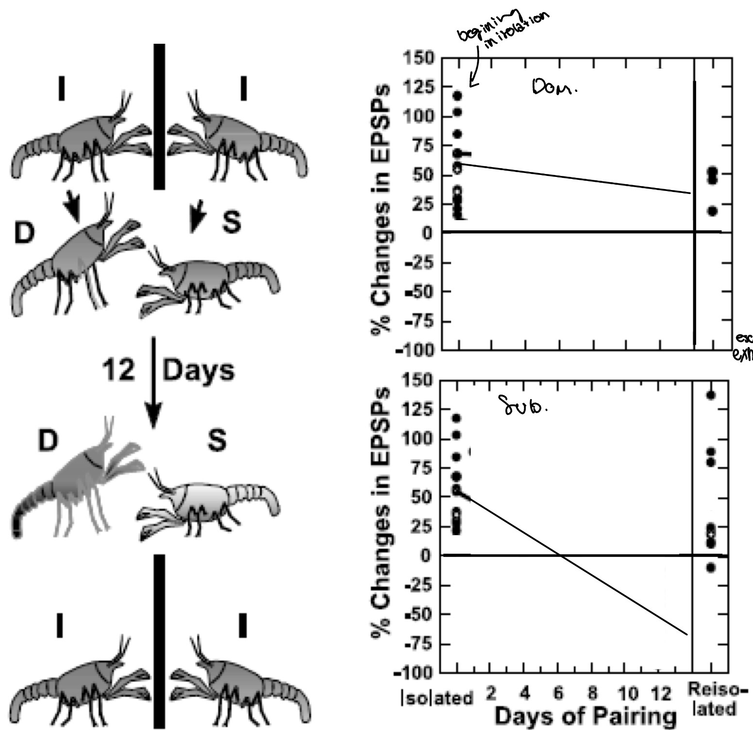 <p>5-HT facilitates LG function/escape in isolated and dominant animals. This facilitation gradually changes into inhibition (subordinate escape response is exhausted) in subordinate crayfish as they continue to experience social defeat. Continuously mounting escape responses would be maladaptive.</p>
