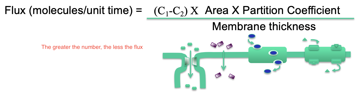 * drug concentration gradient across membrane
* solubility of drug
  * greater the coefficient, the faster the diffusion
* The surface area of membrane
* Membrane thickness