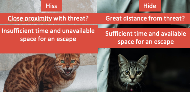<p><strong>variance in defensive behaviours</strong> - they are not always the same and differ depending on the environment </p><p>The brain processes which may differ due to these different situations (in the ss):</p><ul><li><p>motor processing - e.g. action readiness </p></li><li><p>executive functioning - e.g. planning </p></li></ul><p></p><p><strong>space and time </strong></p><p>Cost-benefit decisions in dynamic environments (can i hide vs, where can i hide and is there enough time to hide)</p><ul><li><p><span>classic fear conditioning paradigm research can highlight key regions (e.g., hippocampus)</span></p><ul><li><p><span>but, it can limit the ability to identify nuanced brain patterns (e.g., foraging behaviours and hippocampal place cell remapping; Kim et al., 2012)</span></p></li></ul></li></ul><p></p><p><strong>threats in the wild </strong>- threats exist in varied space and time </p><ul><li><p><span><span>choice of defensive behaviours on spatial and temporal properties of the threat</span></span></p></li><li><p><span><span>there isn't a single defensive behaviour strategy - why anxiety interventions don't work for everyone</span></span></p></li><li><p><span><u><span>threats are dynamic not static</span></u></span></p></li></ul><p></p><p><mark data-color="green" style="background-color: green; color: inherit;">SPACE + TIME = DEFENSIVE BEHAVIOURS </mark></p>