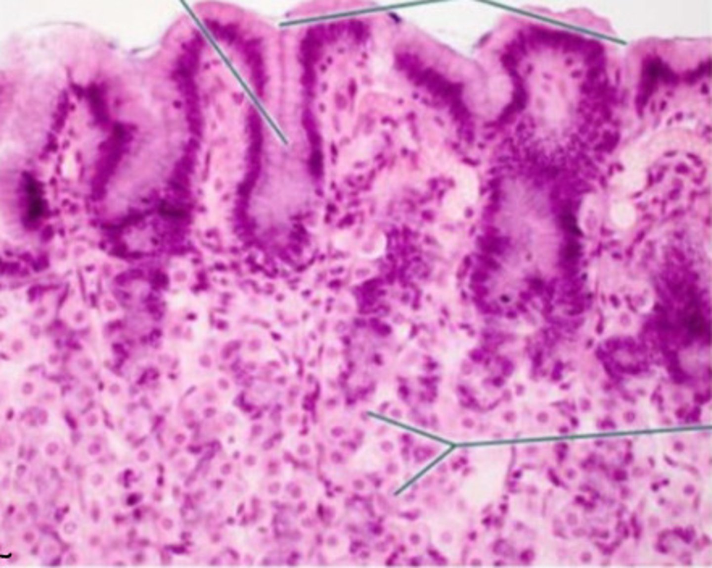 <p>ID the histology</p>