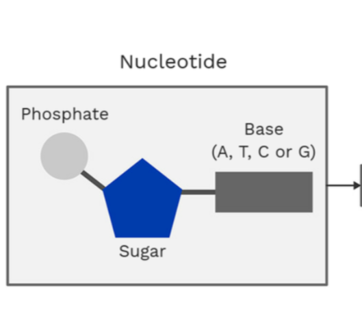 <p>base pairs (A,T,C,G)</p><p>sugar</p><p>phosphate</p><p><strong>these all make a nucleotide</strong></p><p></p>