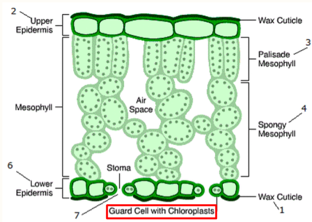 <p>Leaves: Dermal Tissue (Guard cells)</p>