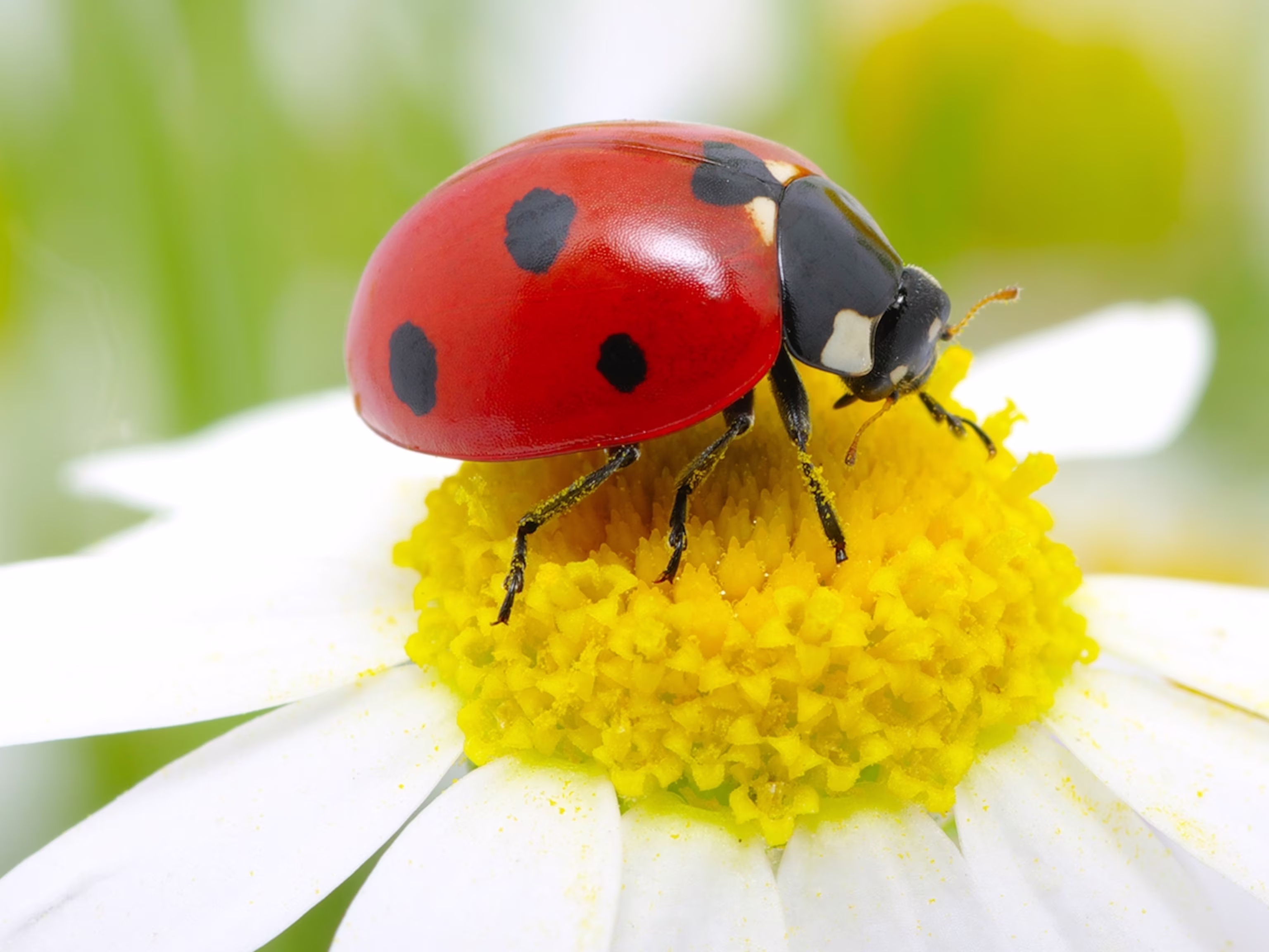 <p>Order Coleoptera: Family Coccinellidae: Lady bird beetles</p>