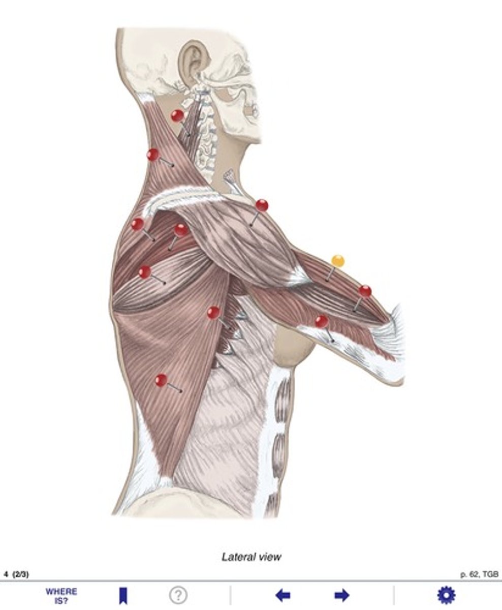 <p>Name the muscle at the yellow pin</p>