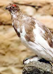 <p>Lagópodo alpino </p>