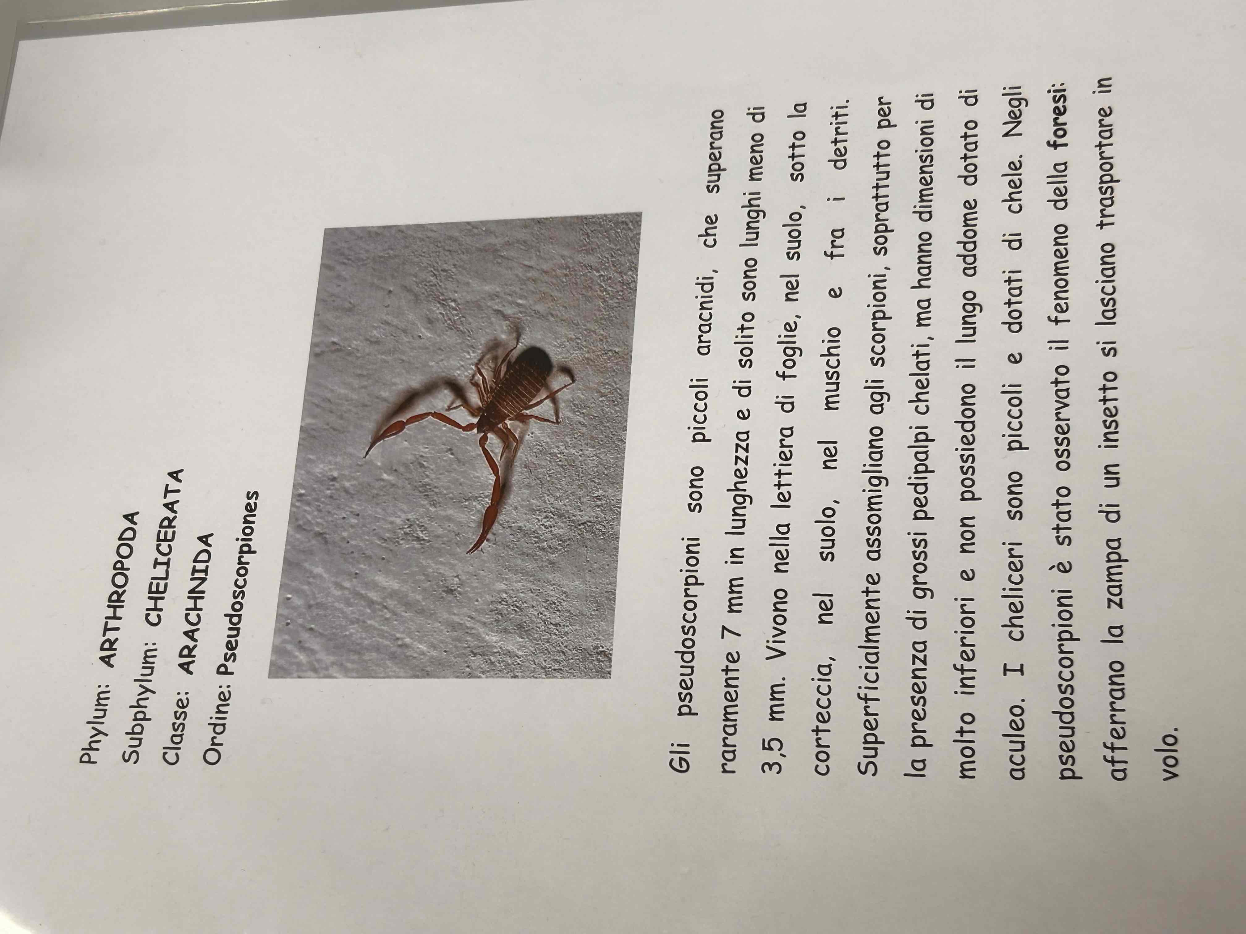<p>Chelicerati</p><p>Aracnidi</p><p>Pseudoscorpione</p>