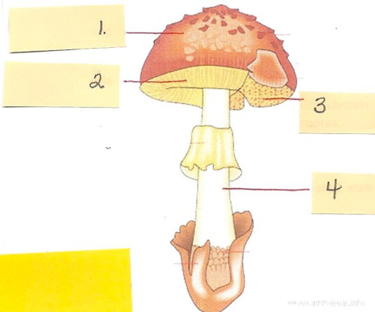 <p>top of mushroom #1</p>