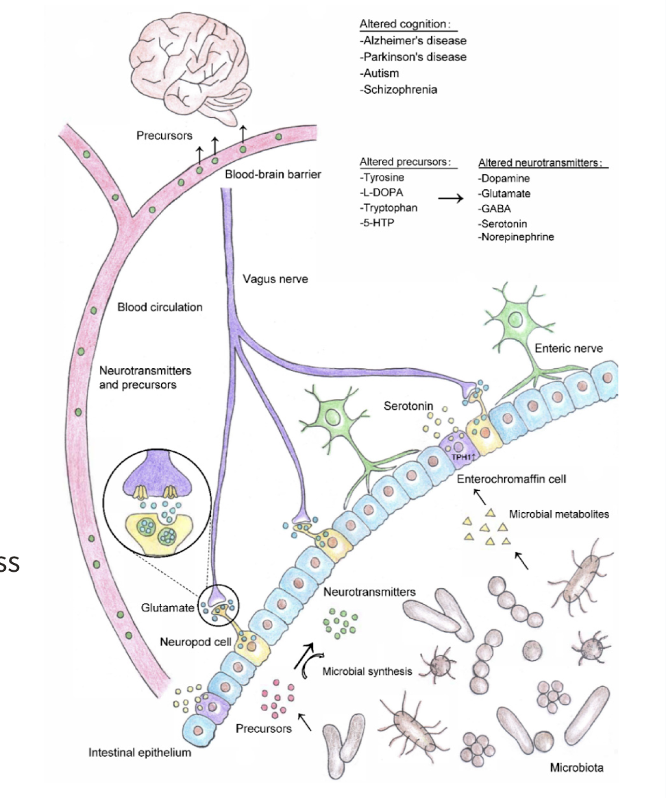 <ul><li><p>microbiota produces NT precursors and/or catalyze synthesis of NT through dietary metabolism</p></li><li><p>some signal on enteroendocrine cells to cause NT synthesis</p></li><li><p>NTs enter bloodstream and cross blood-brain barrier (BBB)</p></li><li><p>NT precursors enter bloodstrem, cross BBB, and are converted to NTs</p></li><li><p>Neuropod cells: intestinal epithelial cells that synthesize NTs that signal via vagus nerve</p></li></ul><p></p>