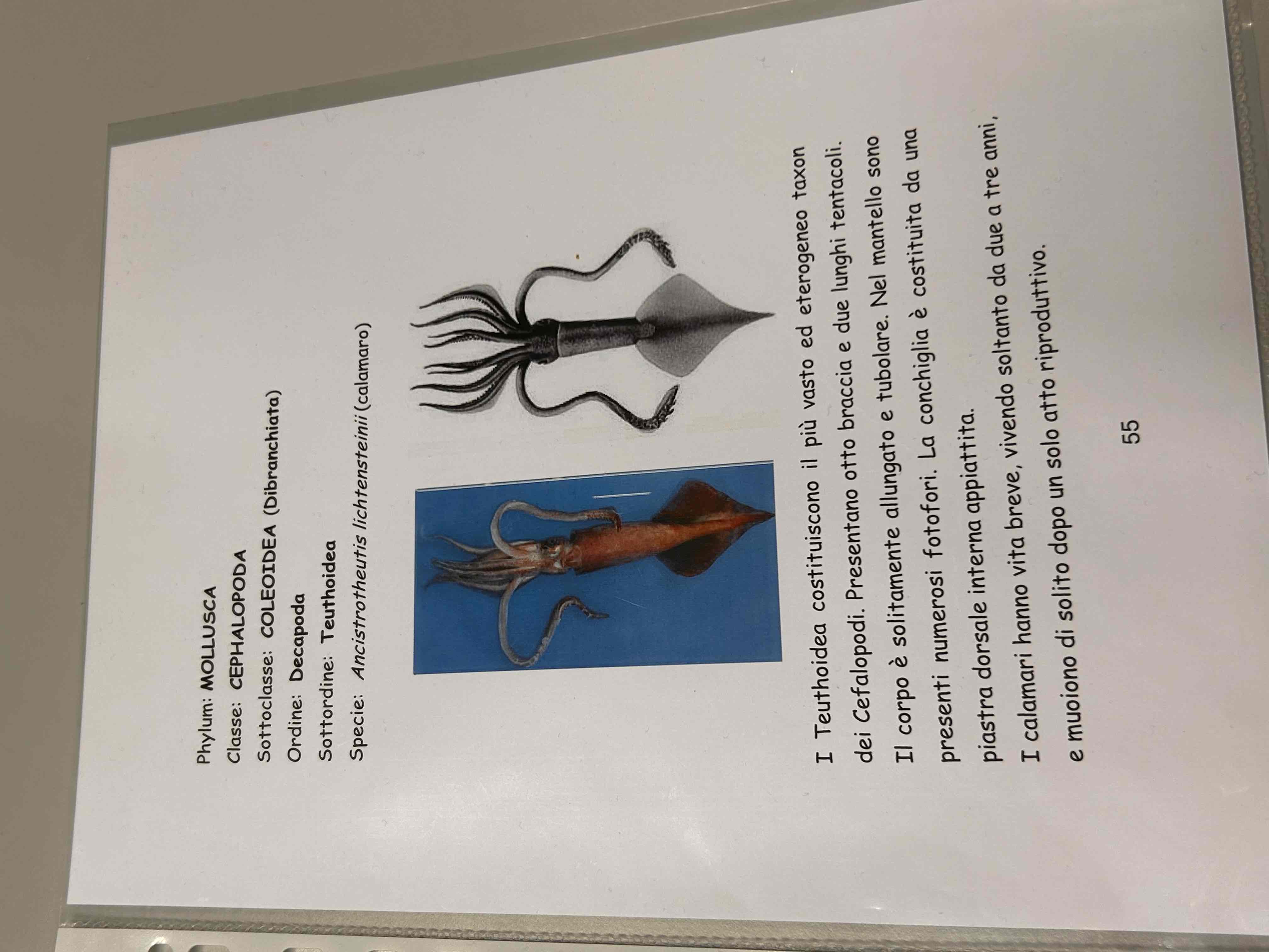 <p>Cefalopode</p><p>Decapode</p><p>Calamaro che non ce in esame</p>