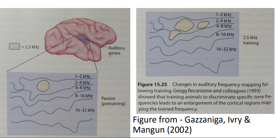 <ul><li><p><strong>Example</strong>: Musicians have enlarged cortical representations for piano tones, correlating with the age they began training.</p></li><li><p><strong>Implication</strong>: Auditory cortex can reorganize based on experience, particularly in response to complex sounds like music.</p></li></ul><p></p>