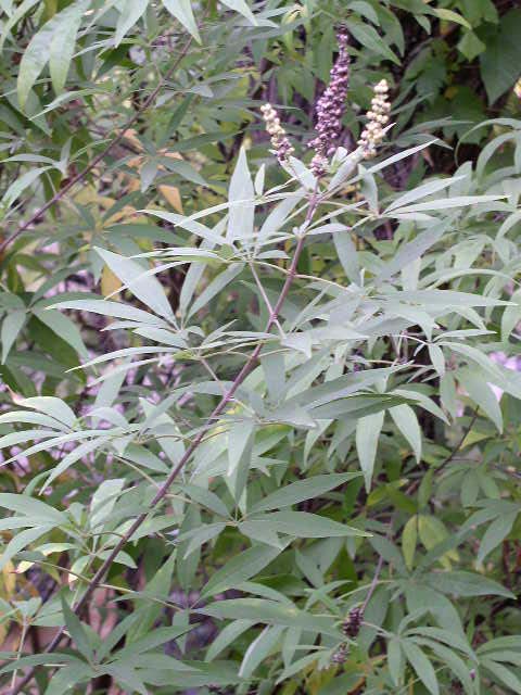 <p>Vitex agnus-castus</p><p>(Vervain)&nbsp;</p>