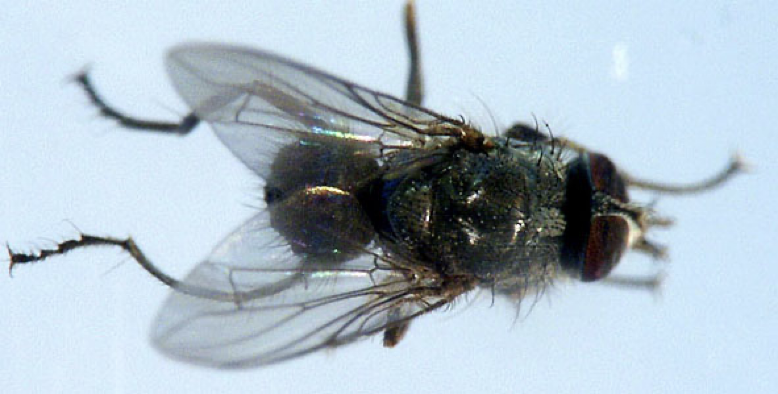 <p>what kind of fly</p>