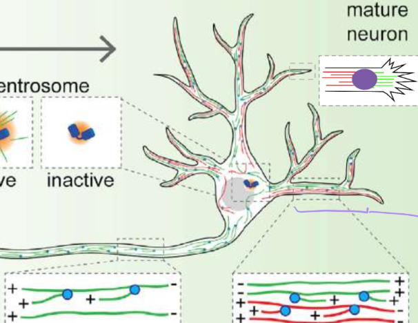 <p>axons = positive ends push out for clear signaling</p><p>dendritintes = observed mixed polarity</p>